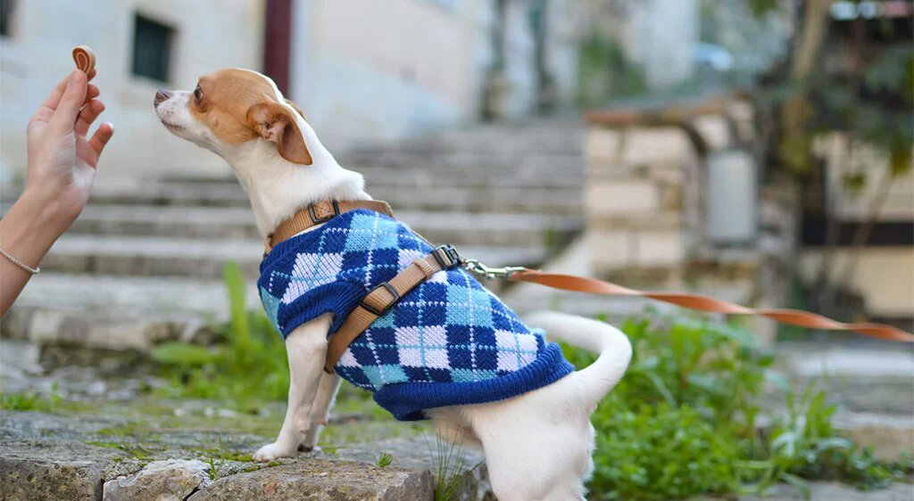 Dogs Wearing Christmas Sweaters